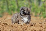 LHASSA APSO 108